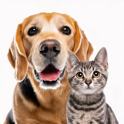 Pets