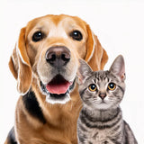 Pets